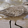 Red Knot 1st Winter<br />Canon EOS 7D + EF400 F5.6L